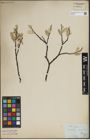 Foto von Salix lapponum L.